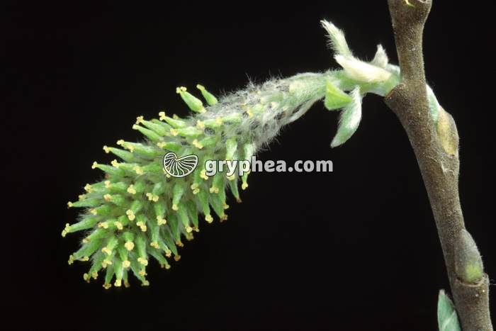 Saule (Salix caprea) - inflorescence de fleurs femelles  - gryphea.com